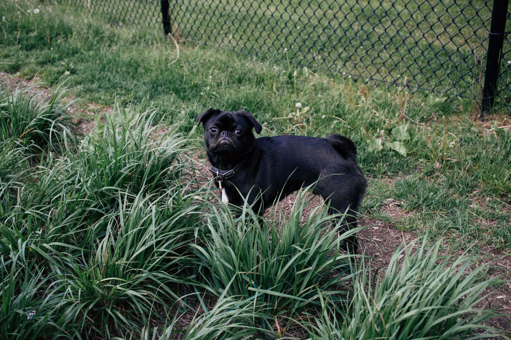 playing-puppies-790638_CMYK.jpg